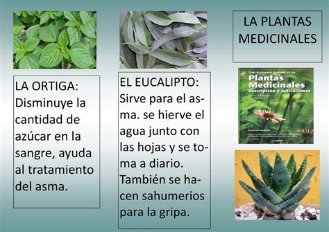 Calaméo Folleto Plantas Medicinales