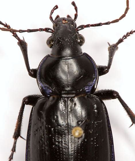 Calosoma Macrum Leconte Calosoma Macrum Bugguidenet