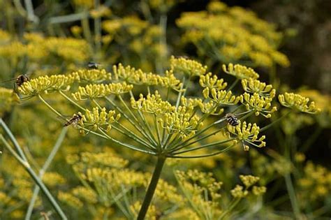 Fennel Herb - Side Effects, Uses and Benefits