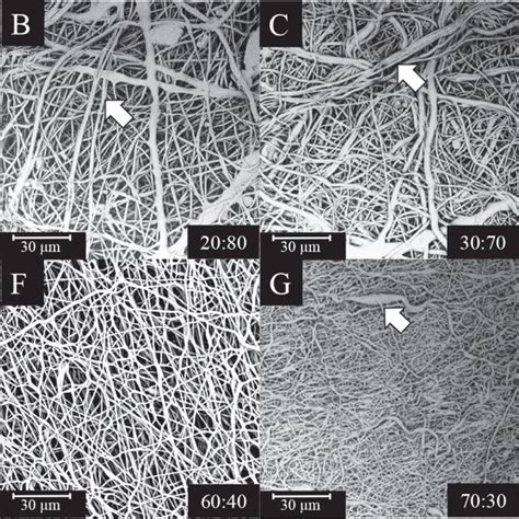 Representative Sem Images Of Electrospun Poc Paa Fibrous Scaffolds At