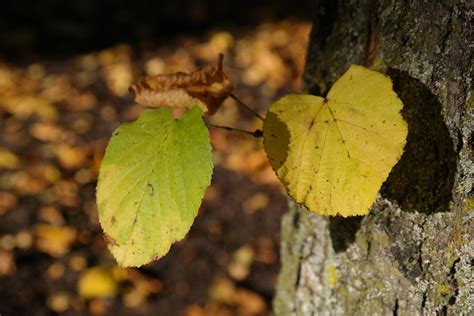 Lindenbl Tter Stamm Austrieb Kostenloses Foto Auf Pixabay Pixabay