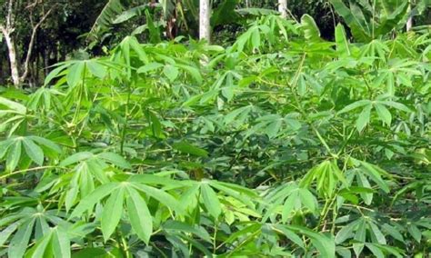 top  plants    weed marijuana easygearlife