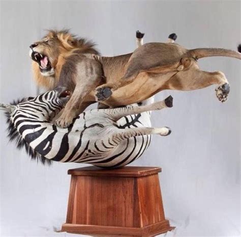 Awesome Taxidermy Taxidermy Decor Animal Taxidermy Taxidermy Art