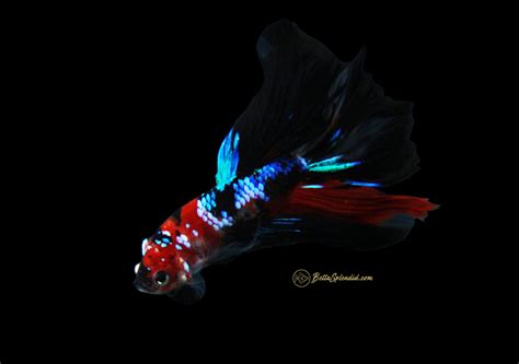 Rare Black Galaxy Koi Halfmoon Betta Released Bettasplendid