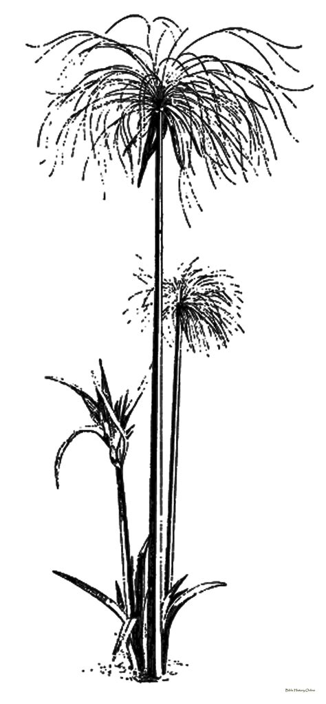 papyrus plant