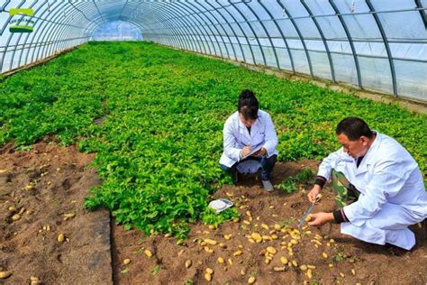 potato farm great farm