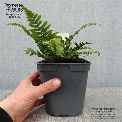 Dryopteris Affinis Fausse Foug Re M Le Grandes Frondes Persistantes