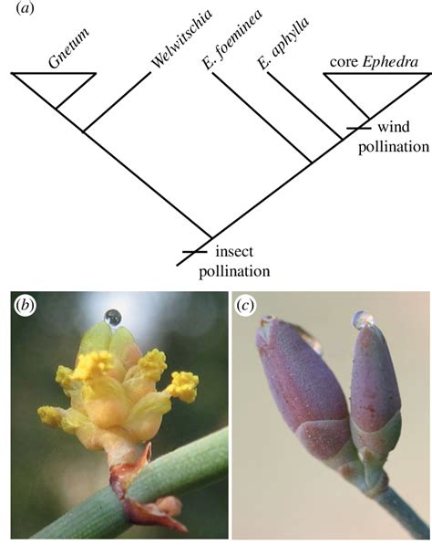 Figure 1 from Moonlight pollination in the gymnosperm Ephedra (Gnetales ...