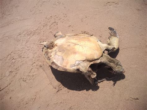 Tartaruga é encontrada morta em praia de Ilhéus no sul da Bahia FOTOS