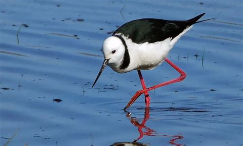 Black-Winged Stilt | The Animal Facts | Appearance, Diet, Habitat, Lifespan