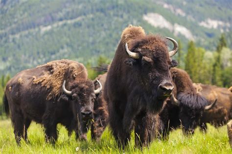 The Oisans Bison Farm Camping La Rencontre Du Soleil