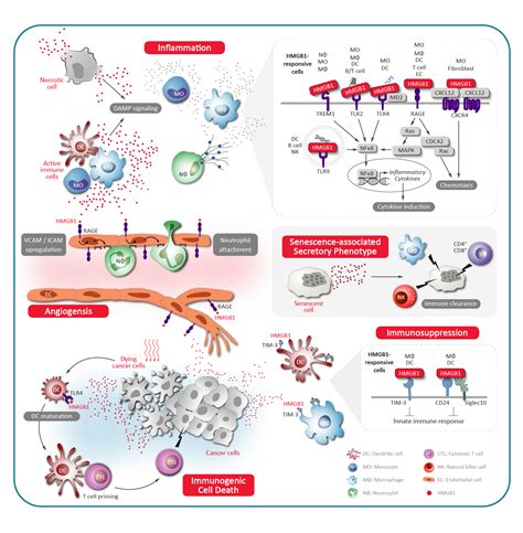 Why Is HMGB1 So Important Labclinics