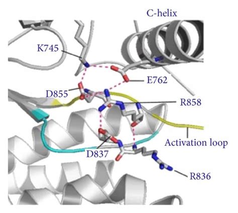 Computational Modeling Of The Egfr L R Mutant A The Predicted