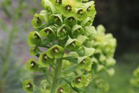 Euphorbia characias