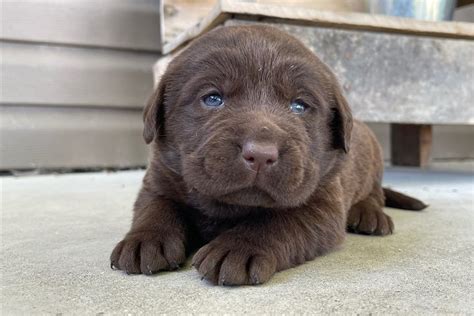 Fatima Labrador Retriever Puppy E Pawrade