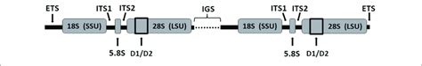 Topology Of The Ribosomal Rna Rrn Operon Genes Of The Small Ssu Download Scientific