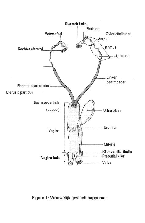 Anatomie Van Het Geslachtsapparaat En Ziektes