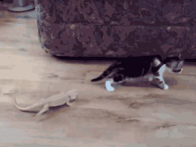 Scared Cat GIF - Find & Share on GIPHY