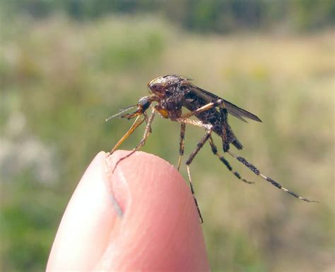 How To Get Rid Of Giant Gallinipper Mosquitoes Control Large Huge
