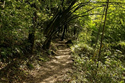 Premium Photo Walking The Hiking Road Following The Nakasendo Trail