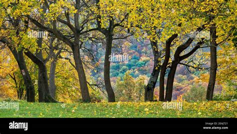 collection  beautiful colorful autumn trees stock photo alamy