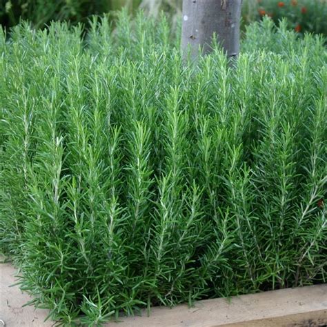 Rusmarinus officinalis (ruzmarin) | Rasadnik Beograd