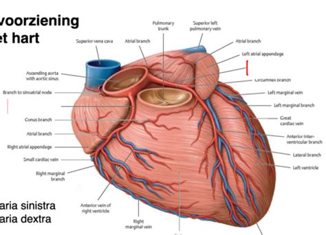 Kaarten Anatomie En Embryologie Van De Bloedsomloop Quizlet