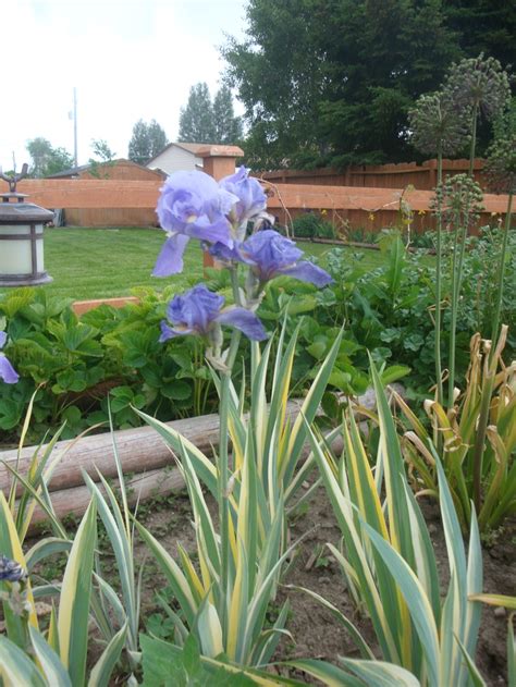 Iris Pallida Variegata The Grape Soda Scented Blossom