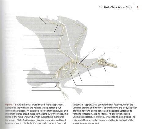 Avian Skeletal Anatomy Diagram Quizlet