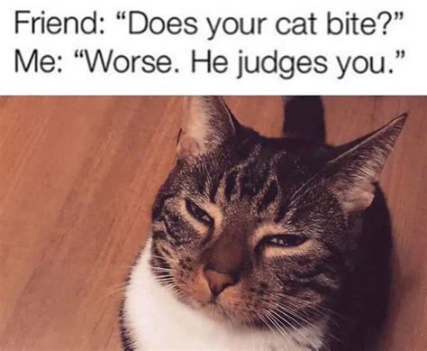 Damned judgemental cat : r/memes