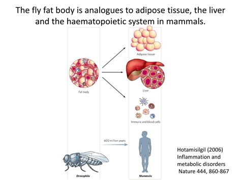 Ppt Flies As A Model For The Study Of Human Disease Powerpoint