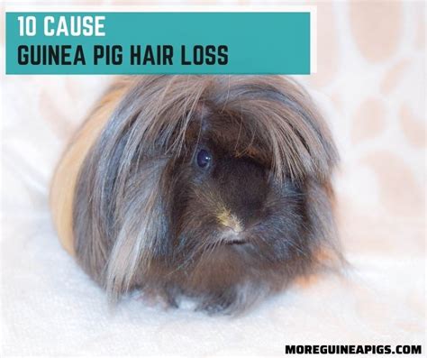 10 Cause Guinea Pig Hair Loss Tips To Treatment And Prevent More