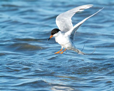 Forsters Tern Taking Flight Photograph By Steve Kaye Fine Art America