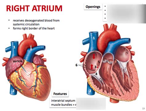 Right Atrium Diagram Quizlet