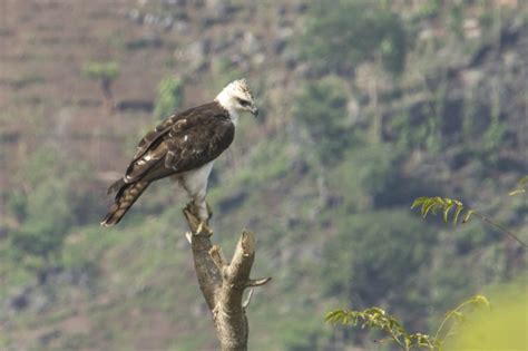 Perbedaan Burung Rajawali Dan Elang Unen