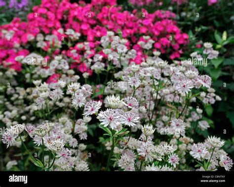 White Astrantia Major Rosa Lee And Pink Phlox Complement Complementary