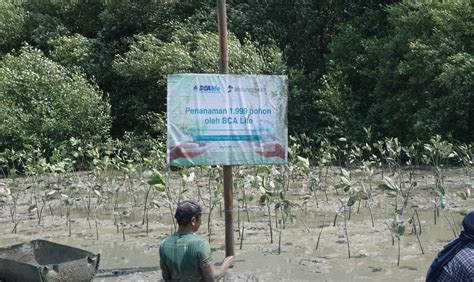 Peringati Hari Bumi 2023 BCA Life Tanam 1 999 Pohon Mangrove