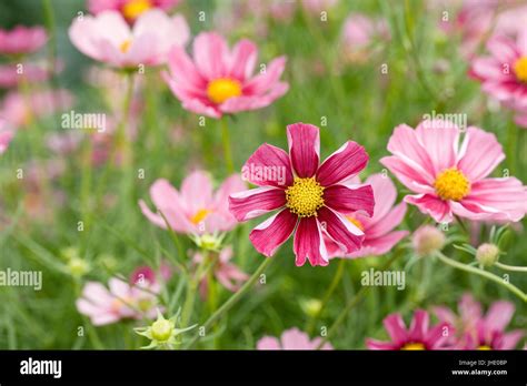 Cosmos Bipinnatus Antiquity Stock Photo Alamy