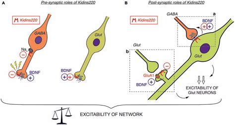 Frontiers Stepping Out Of The Shade Control Of Neuronal Activity By