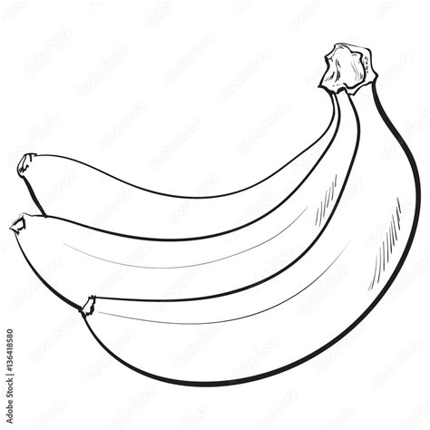 Black And White Bunch Of Three Unopened Unpeeled Ripe Bananas Sketch