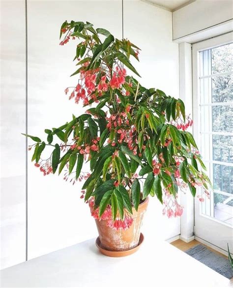 Begonia | Cool plants, House plants indoor, Plant goals