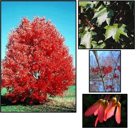 CLUMP RED MAPLE Hinsdale Nurseries Welcome To Hinsdale Nurseries