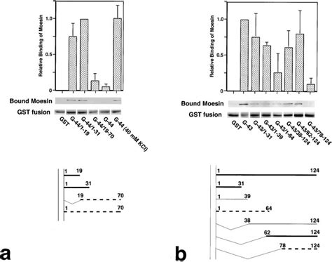 Comparison Of The Moesin Binding Ability Among Various Truncated