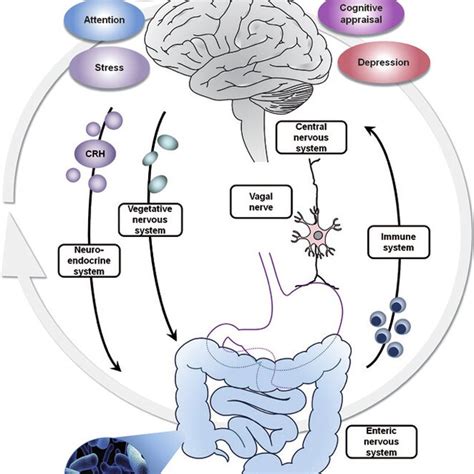 Schematic Illustration Of The Bidirectional Communication Pathways