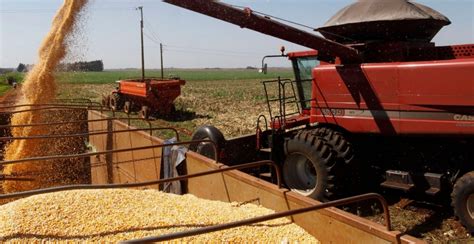 Milho Análise Conjuntural Agromensal Novembro 22 Cepea Esalq USP