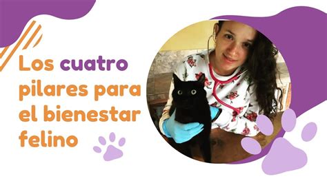 Los Cuatro Pilares Del Bienestar Felino De Junio Pm Hora