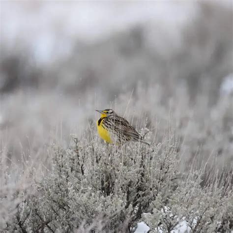 Western meadowlark - Facts, Diet, Habitat & Pictures on Animalia.bio