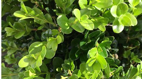 There S A Boxwood For Every Garden Americas Favorite Shrub