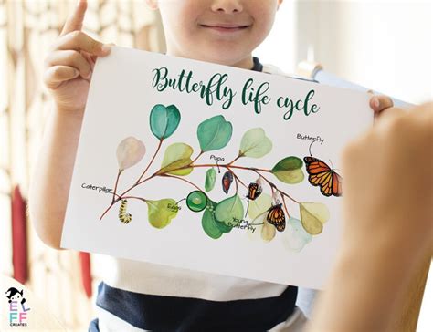 Butterfly Life Cycle Poster Printable Learning Material Classroom