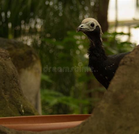 Birds in a Protected Area Like a Zoo in Leipzig Germany Editorial Stock ...